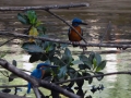 Kumarakom Bird Sanctuary